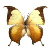 ANAEA CONSUL ELECTRA